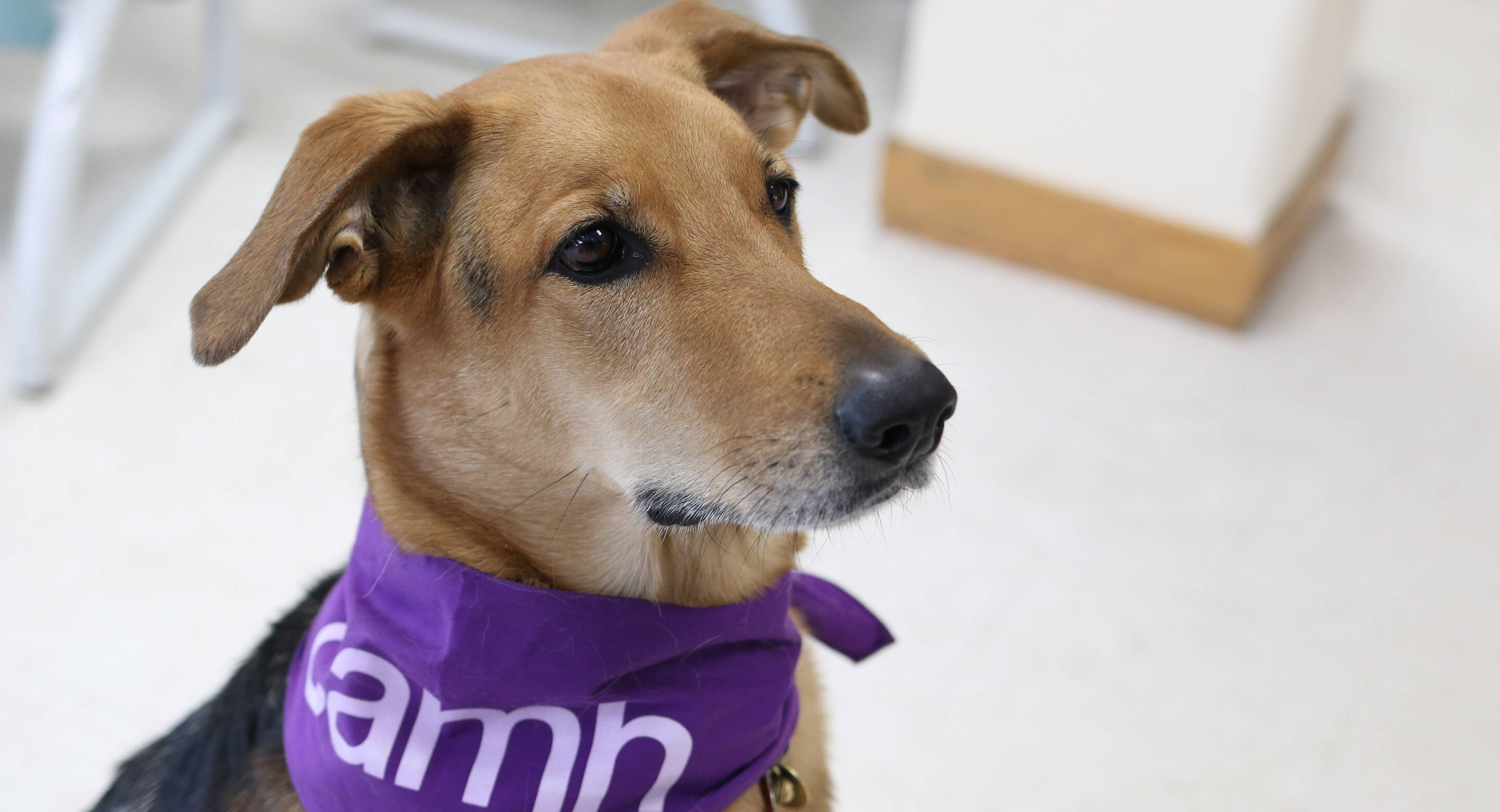 Therapy dog Abby